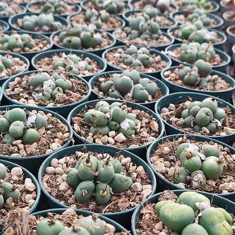 Conophytum