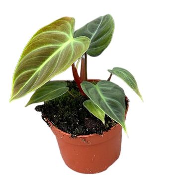Philodendron 'El Choco Red'