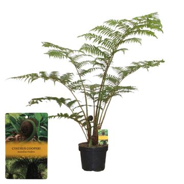 Cyathea cooperi