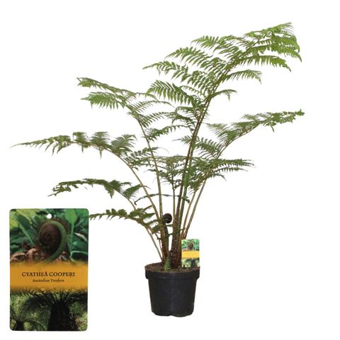 Cyathea cooperi
