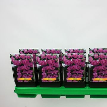 Geranium x cantabrigiense 'Cambridge'