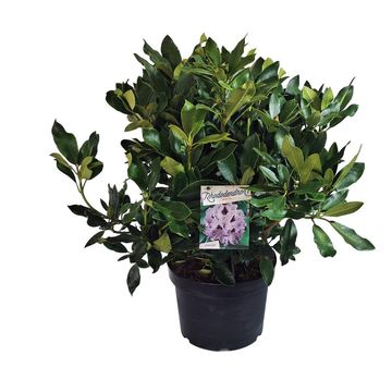 Rhododendron 'Blue Jay'