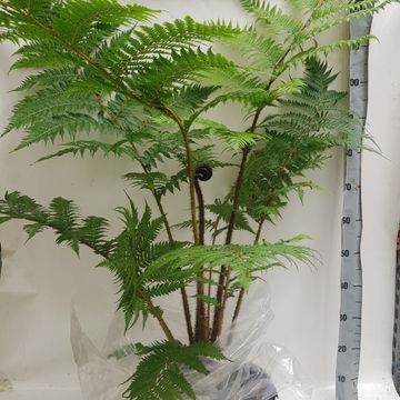 Cyathea cooperi