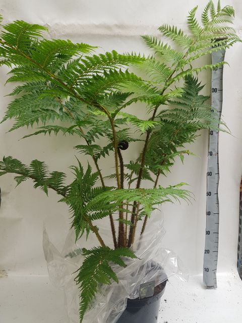 Cyathea cooperi