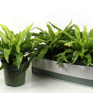 Asplenium MIX