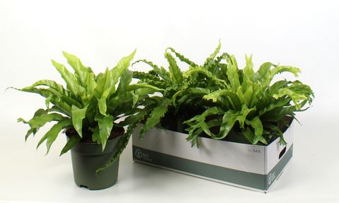 Asplenium MIX