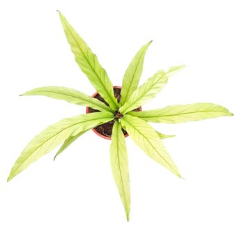 Anthurium 'Scorpion Mint'