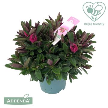 Hebe HEBEDONNA KAMILLA