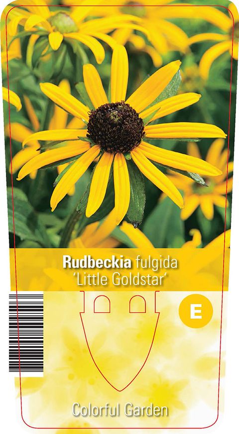 Rudbeckia fulgida 'Little Goldstar'