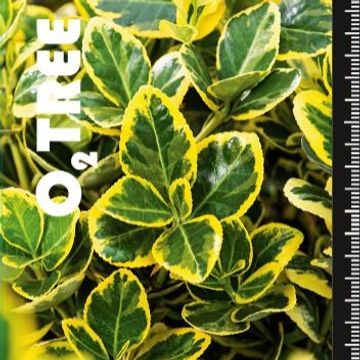 Euonymus japonicus MARIEKE