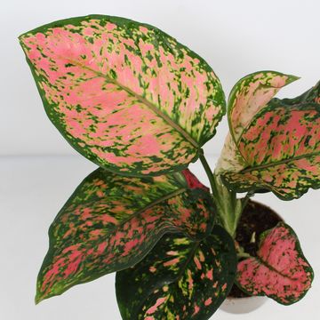 Aglaonema SPOTTED STAR