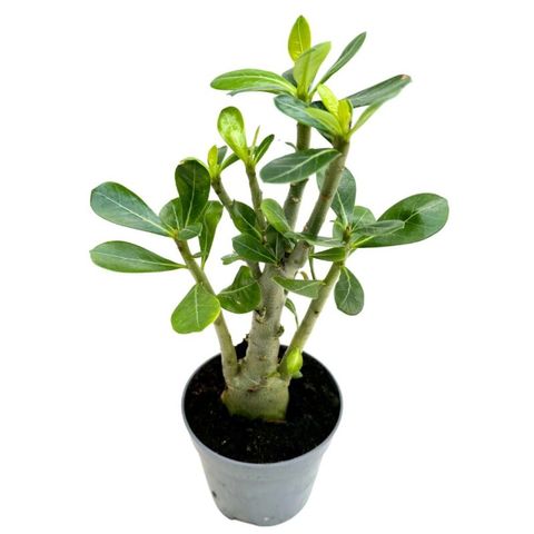 Adenium obesum