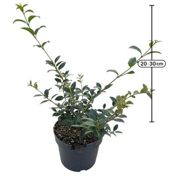 Osmanthus x burkwoodii