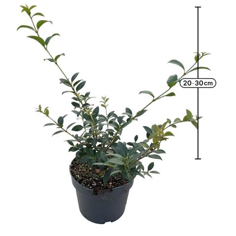 Osmanthus x burkwoodii