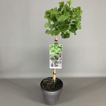 Ginkgo biloba 'Mariken'