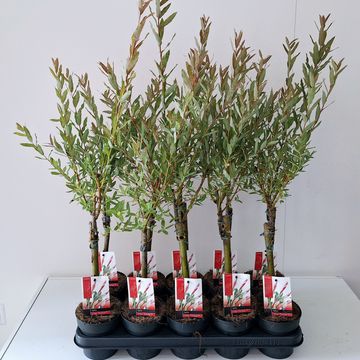Salix integra 'Flamingo'