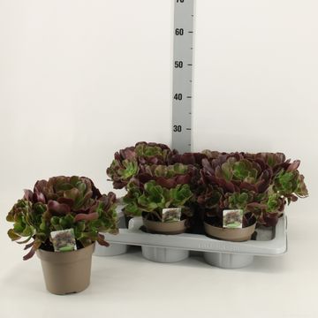 Aeonium arboreum