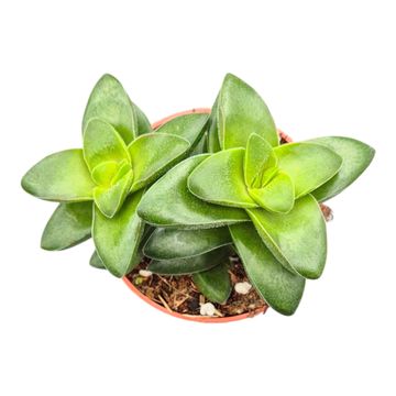 Crassula 'Springtime'