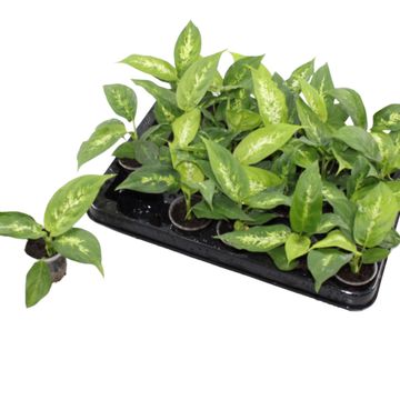 Dieffenbachia 'Compacta'