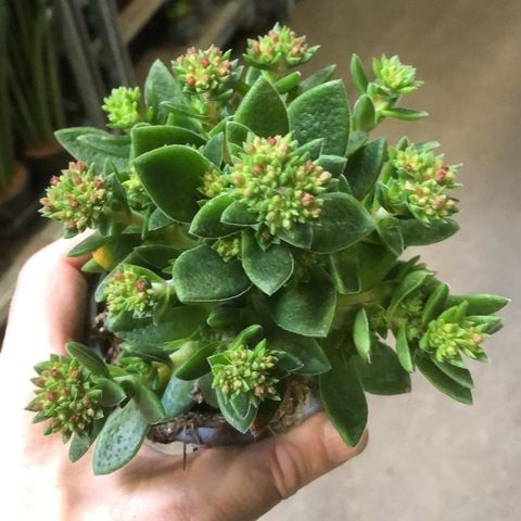 Crassula schmidtii 'Alpha' — Plant Wholesale FlorAccess