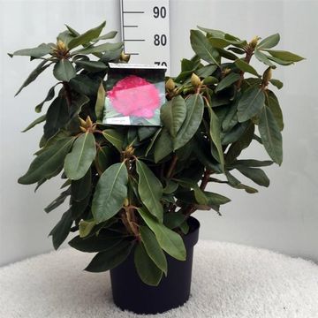 Rhododendron 'Пирсес Американ Бьюти'