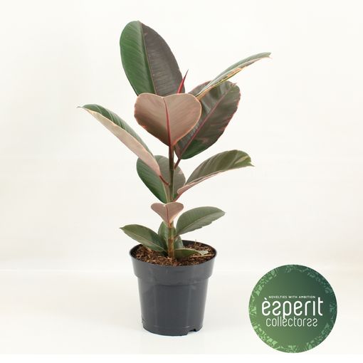 Ficus elastica PINK CAMOUFLAGE