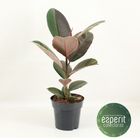 Ficus elastica PINK CAMOUFLAGE