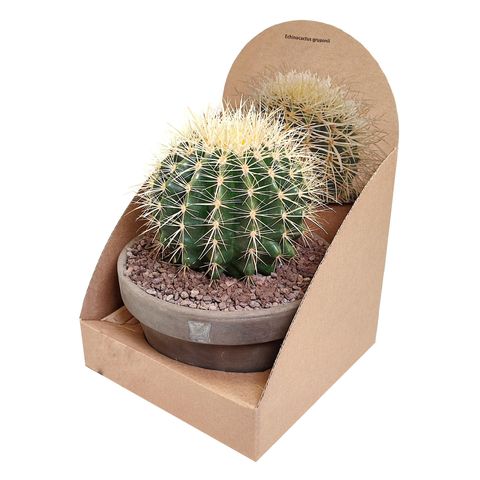 Echinocactus grusonii