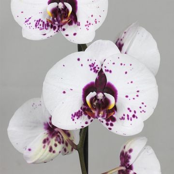 Phalaenopsis BIG STAR