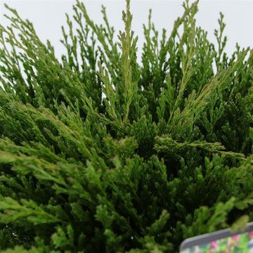 Juniperus horizontalis 'Andorra Compact'