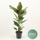 Ficus benghalensis JOY