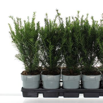 Taxus x media 'Groenland'