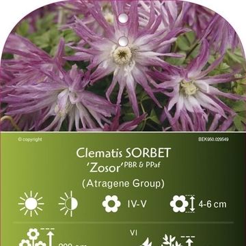 Clematis SORBET (A)