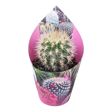 Neoporteria subgibbosa