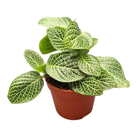 Fittonia albivenis