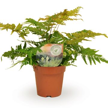 Dryopteris erythrosora