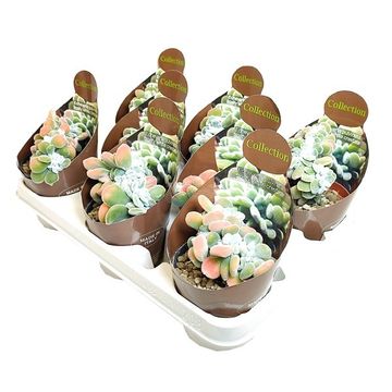 Echeveria pulvinata 'Frosty Cristata'