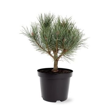 Pinus sylvestris 'Watereri'