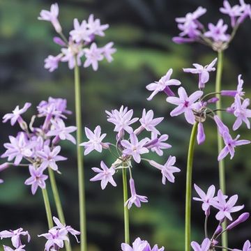 Tulbaghia violacea