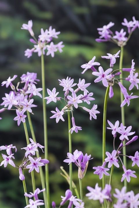 Tulbaghia violacea
