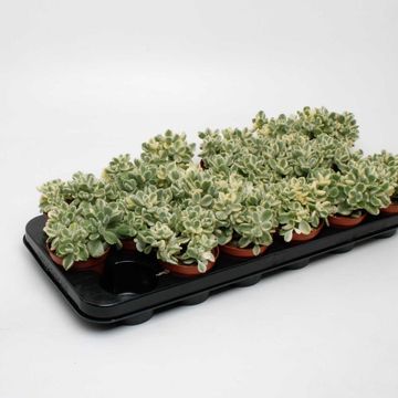 Cotyledon ladismithiensis 'Variegata'