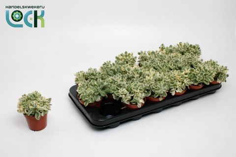 Cotyledon ladismithiensis 'Variegata'