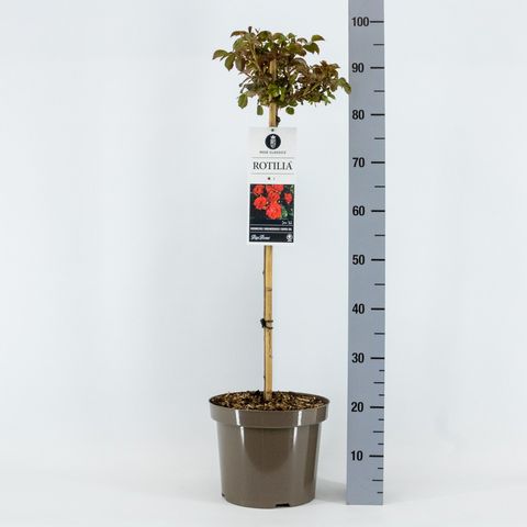 Rosa ROTILIA