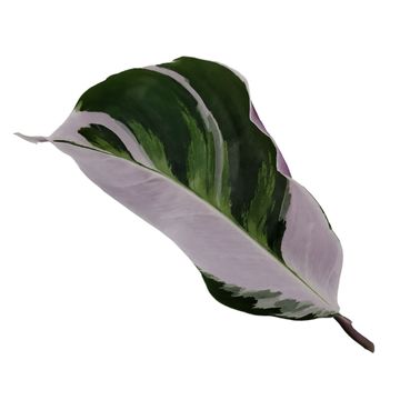 Calathea 'White Fusion'