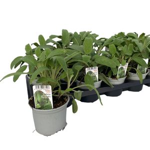 Salvia officinalis (Green Collect Sales)