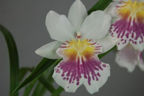 Miltoniopsis phalaenopsis