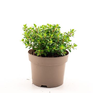 Escallonia 'Red Dream'