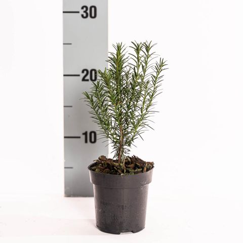 Taxus baccata