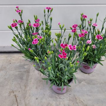 Dianthus PINK KISSES