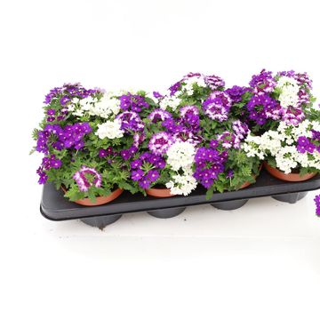 Verbena MIX IN POT